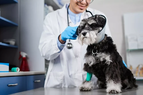 Happy dog with its owner in Henderson, Nevada